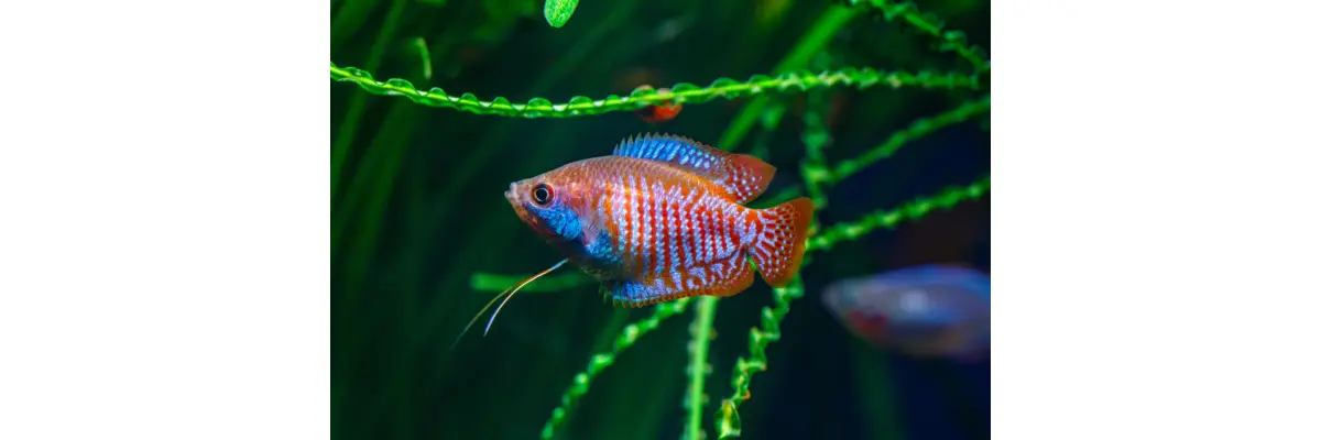 Aquarium Filter und Aquarium Pumpen | Kaufratgeber 2025 - Aquarium Filter und Aquarium Pumpen | Kaufratgeber 2025
