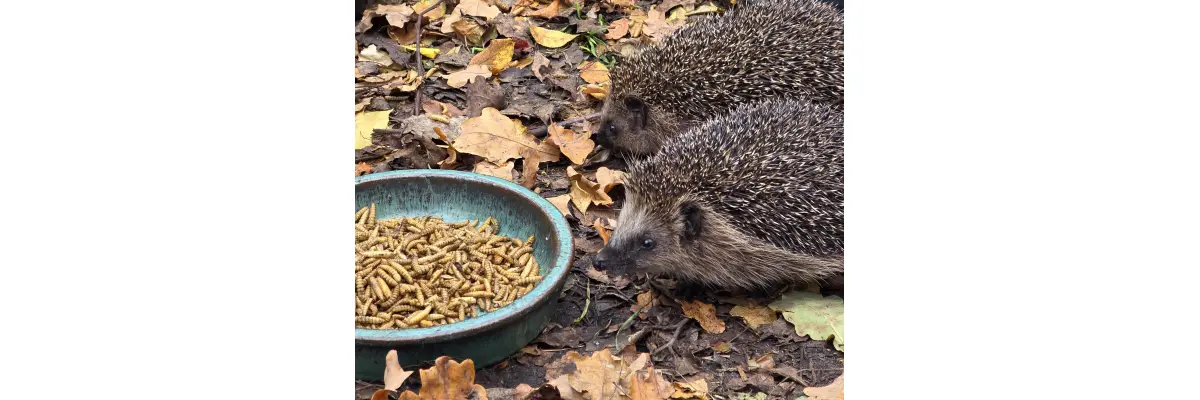 Ganzjährige Zufütterung wildlebender Igel - 