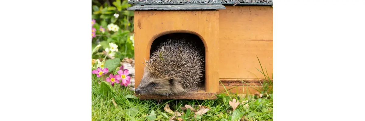 Wie überwintere ich einen Igel - 