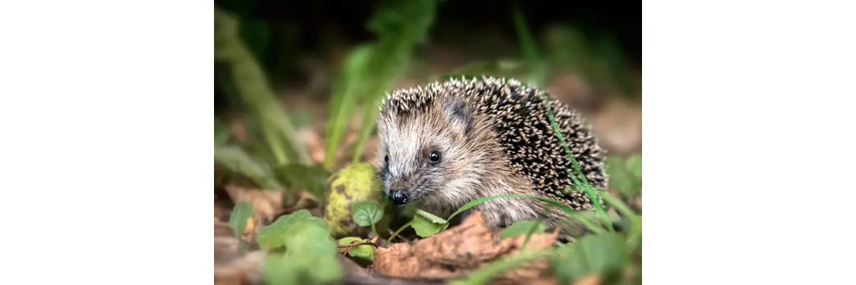 Tipps für einen Igelfreundlichen Garten - 