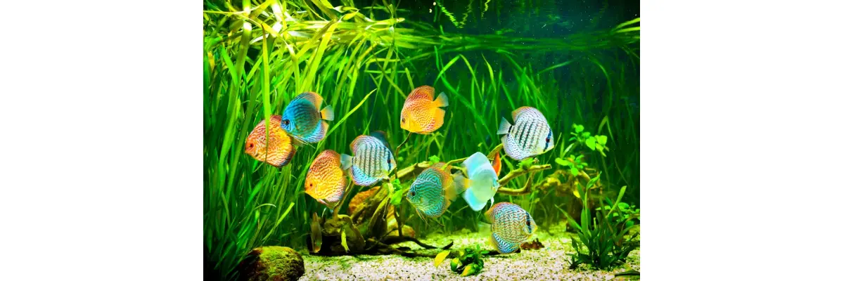Ratgeber-Aquaristik: Ein umfassender Leitfaden für Einsteiger und Fortgeschrittene - Ratgeber-Aquaristik: Ein umfassender Leitfaden für Einsteiger und Fortgeschrittene