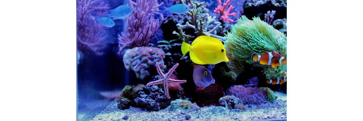 Ratgeber-Aquarium einrichten: Tipps &amp; Infos für Anfänger in der Aquaristik - Aquarium einrichten: Tipps &amp; Infos für Anfänger in der Aquaristik