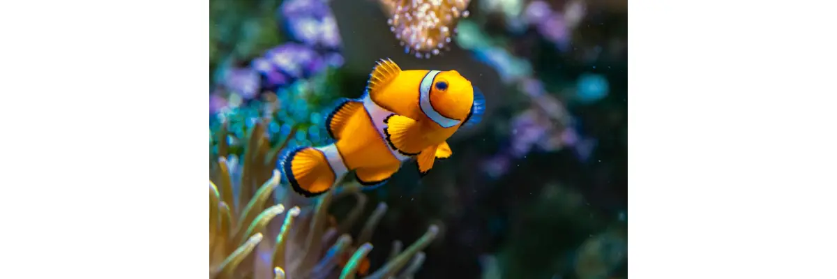 Meerwasseraquarium kaufen - Nutzen Sie jetzt unsere Expertenberatung - Meerwasseraquarium kaufen - Nutzen Sie jetzt unsere Expertenberatung