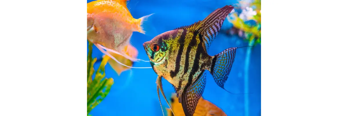 Wasseraufbereitung für Ihr Aquarium: Der Ratgeber zum Thema Wasserqualität - Wasseraufbereitung für Ihr Aquarium: Der Ratgeber zum Thema Wasserqualität