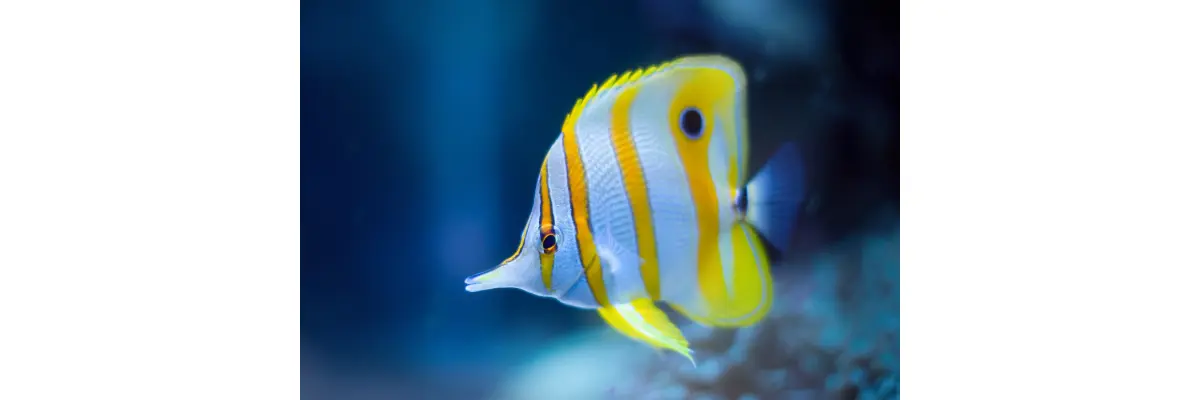 Automatische Aquarium Regelung: Temperatur und Wasserwerte perfekt einstellen - Automatische Aquarium Regelung: Temperatur und Wasserwerte perfekt einstellen