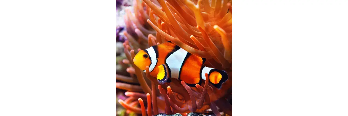 Fischfutter für das Aquarium kaufen | Tipps zur Fischfütterung vom Zooprofi - Fischfutter für das Aquarium kaufen | Tipps zur Fischfütterung vom Zooprofi