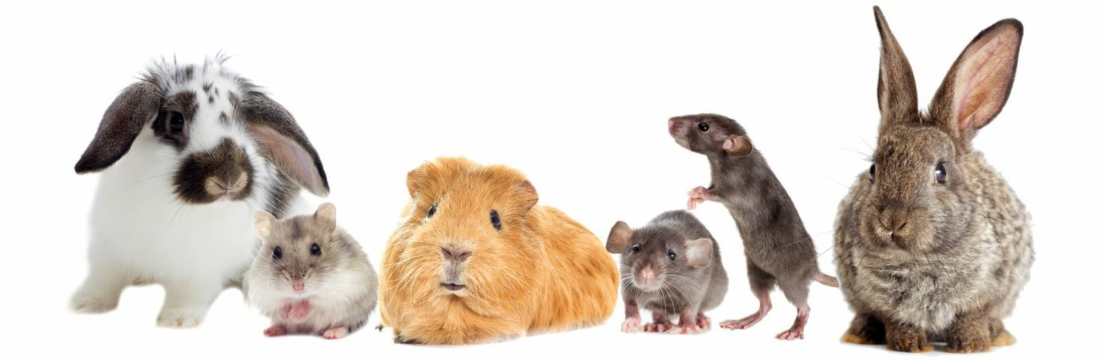 Kleintiere Nager Mäuse Ratten Meerschweinchen Hamster...