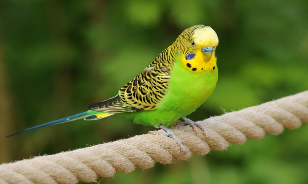 Kategorie Vögel, grüner Wellensittich Ziervogel bei...