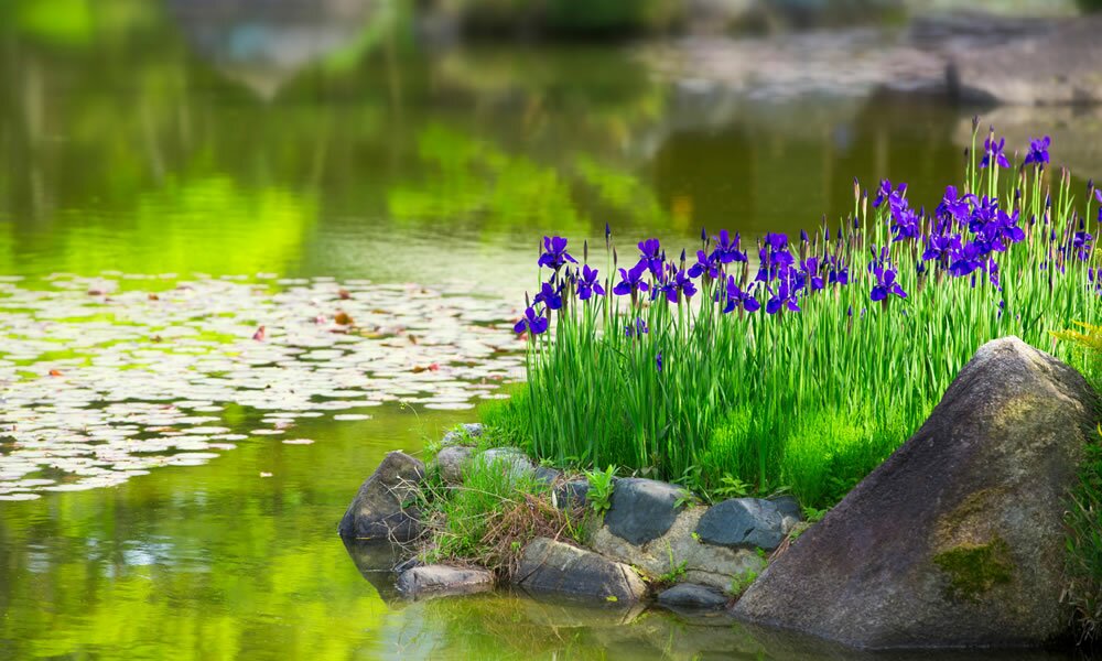 Kategorie Garten und Teich, Gartenteich, Sämereien,...