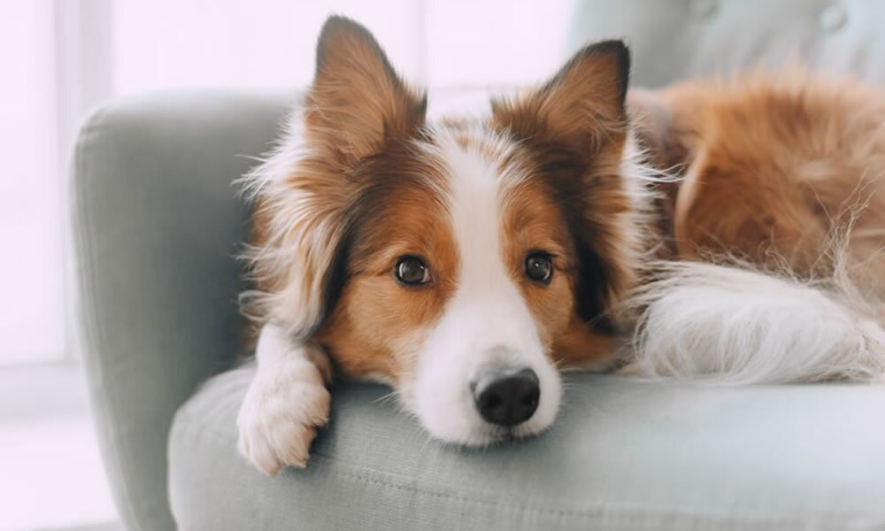 Kategorie Hunde, Hunde auf Sofa gemütlich bei ZooProfi.de