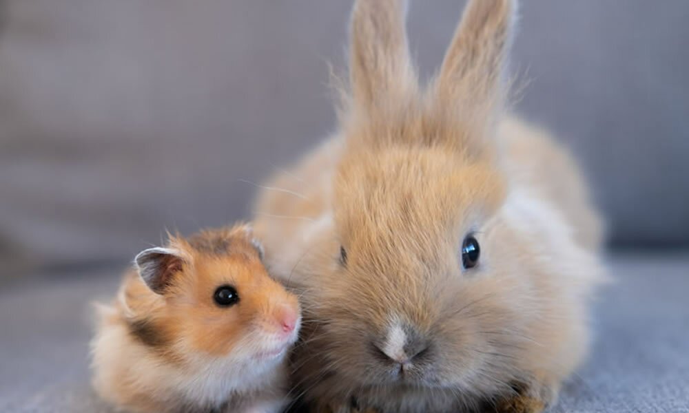 Kategorie Kleintiere - Kaninchen, Hamster, Maus, Nager...