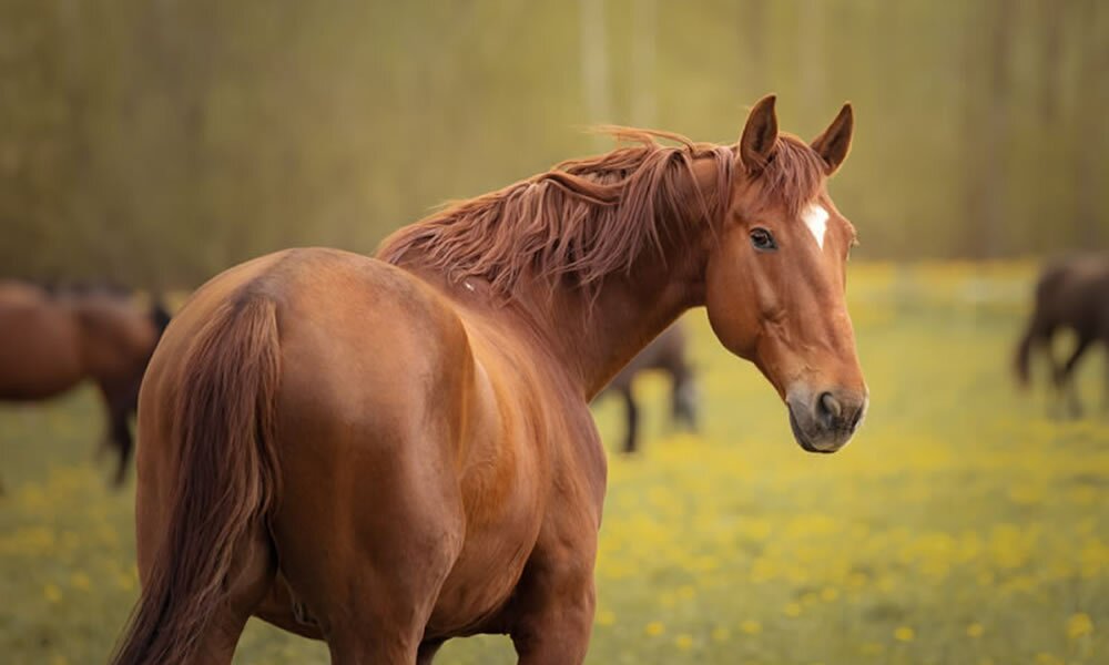 Kategorie Pferde Fuchs, Wallach, Pony, Pferd, Herde, bei...
