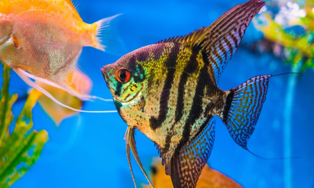 Kategorie Süßwasseraquaristik bei ZooProfi.de