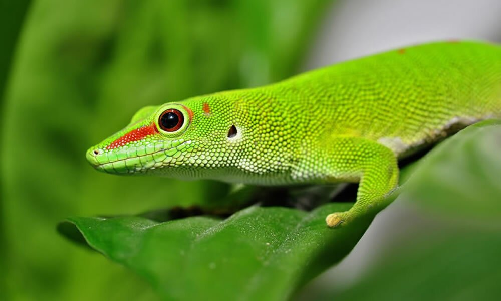 Kategorie Terraristik, Taggecko, grüner Gecko bei...