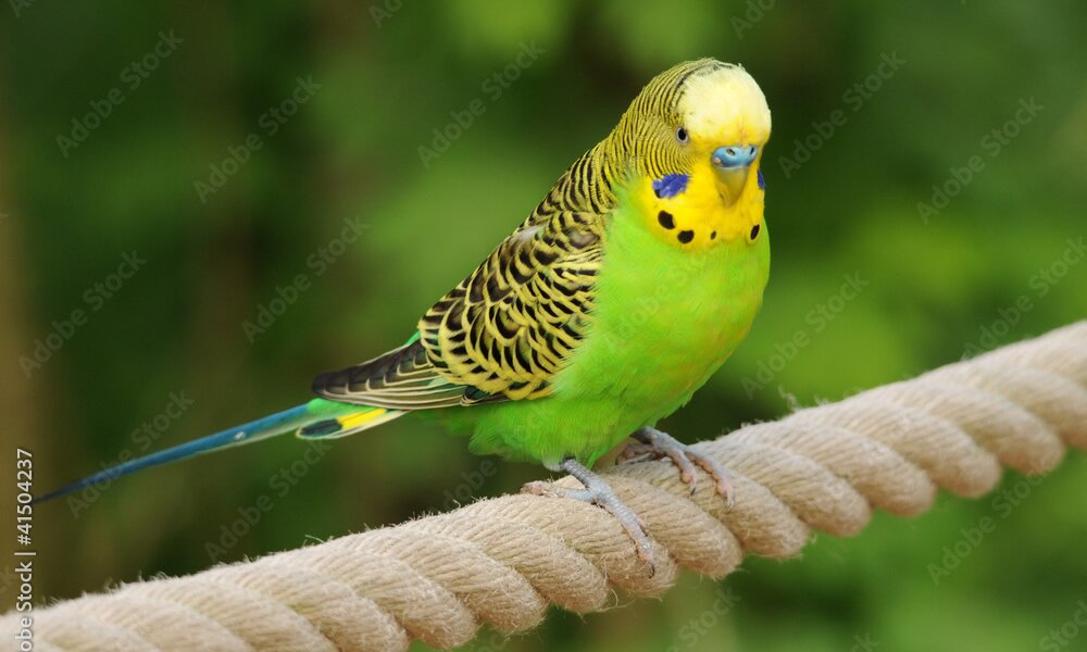 Vögel