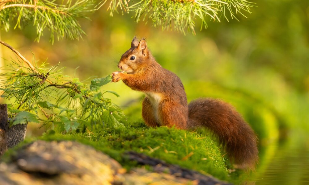Wildtiere
