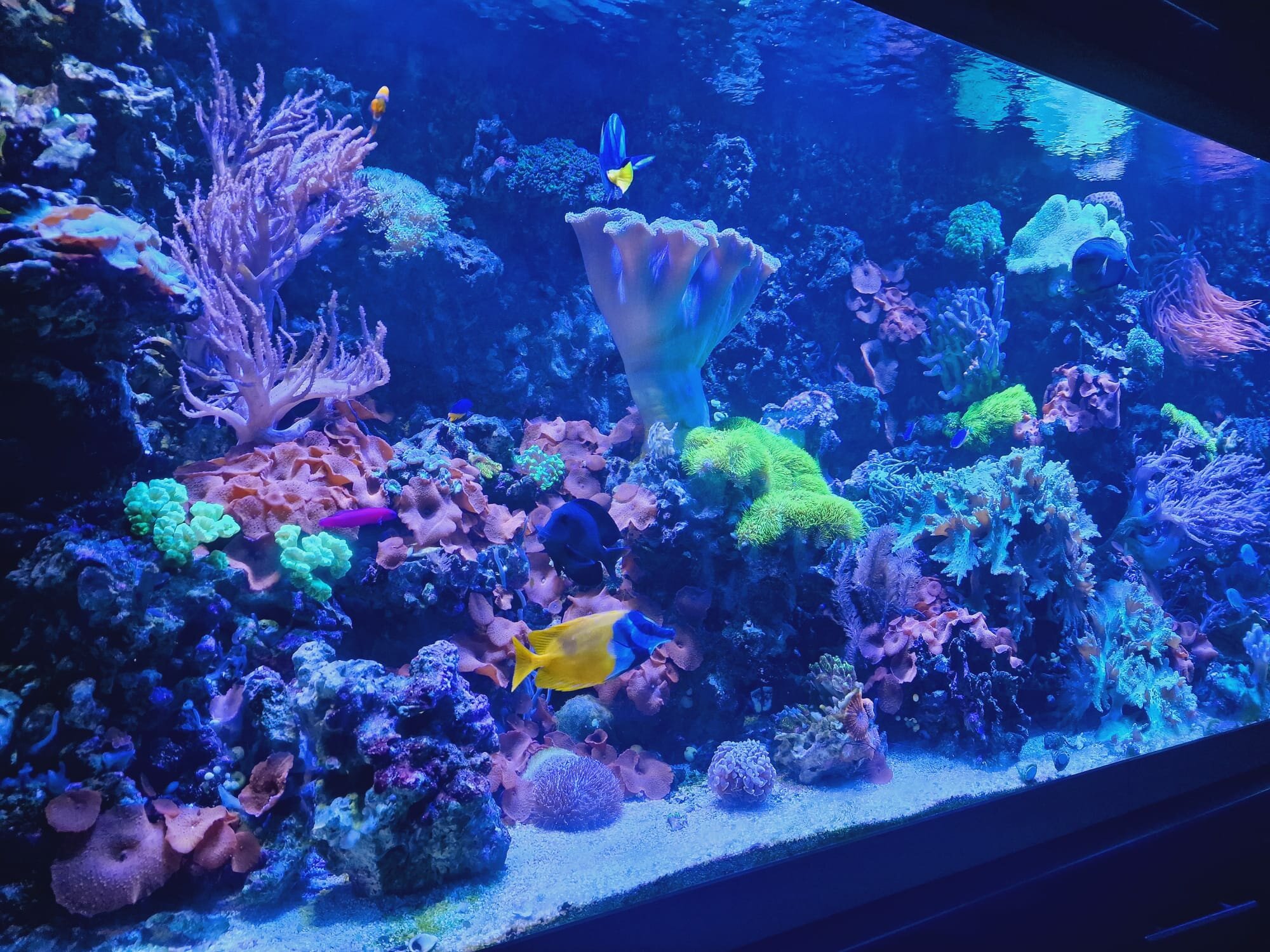 Aquarium / Seewasseraquarium