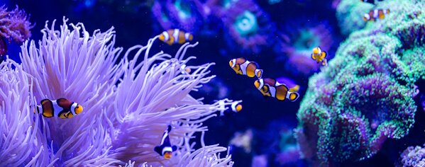 Aquaristik Meerwasser Süsswasser Aquarien