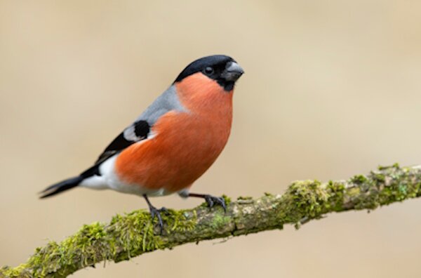 Wildvogel Gimpel Wildtiere bei ZooProfi
