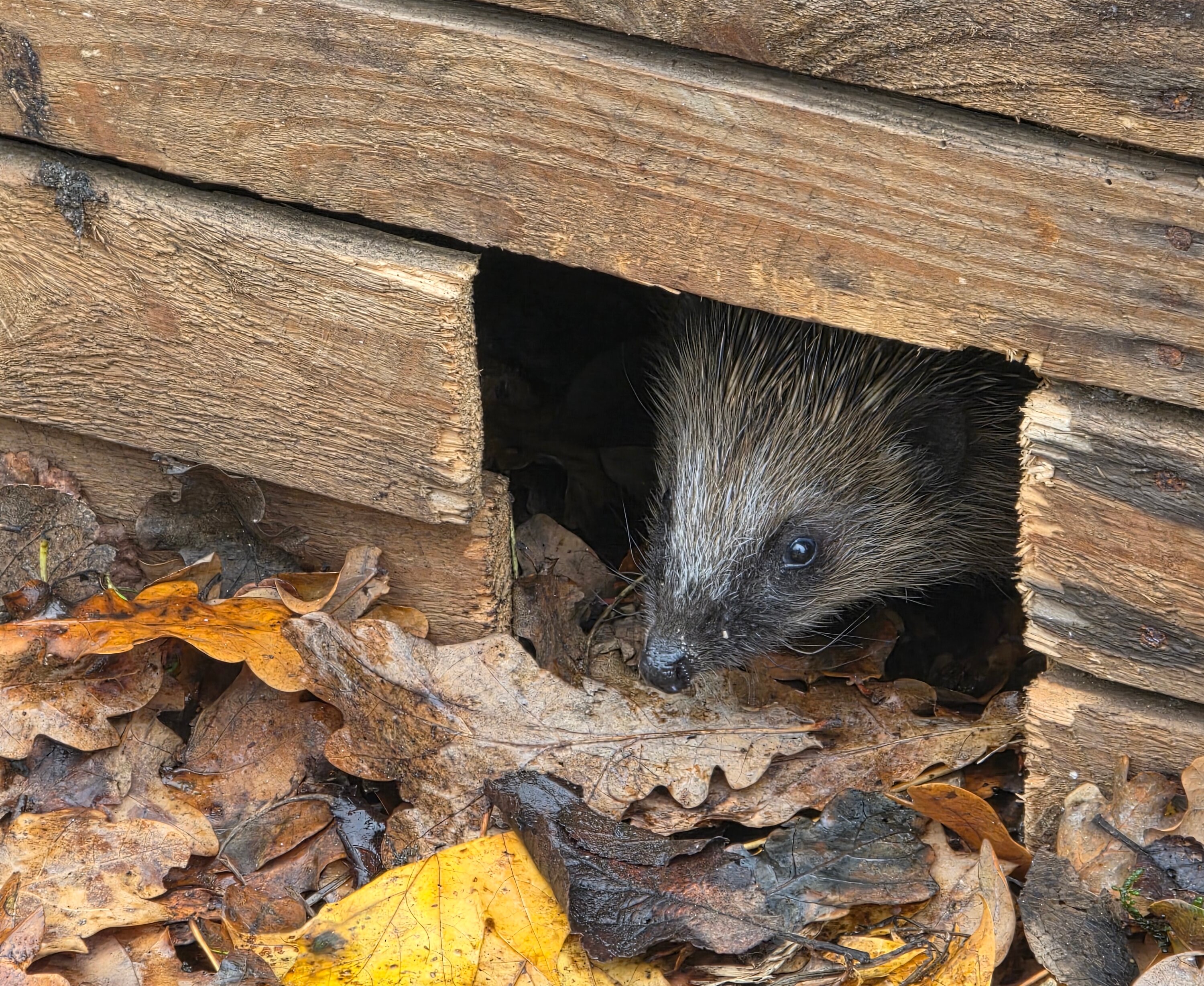 Wildvogel Gimpel Wildtiere bei ZooProfi