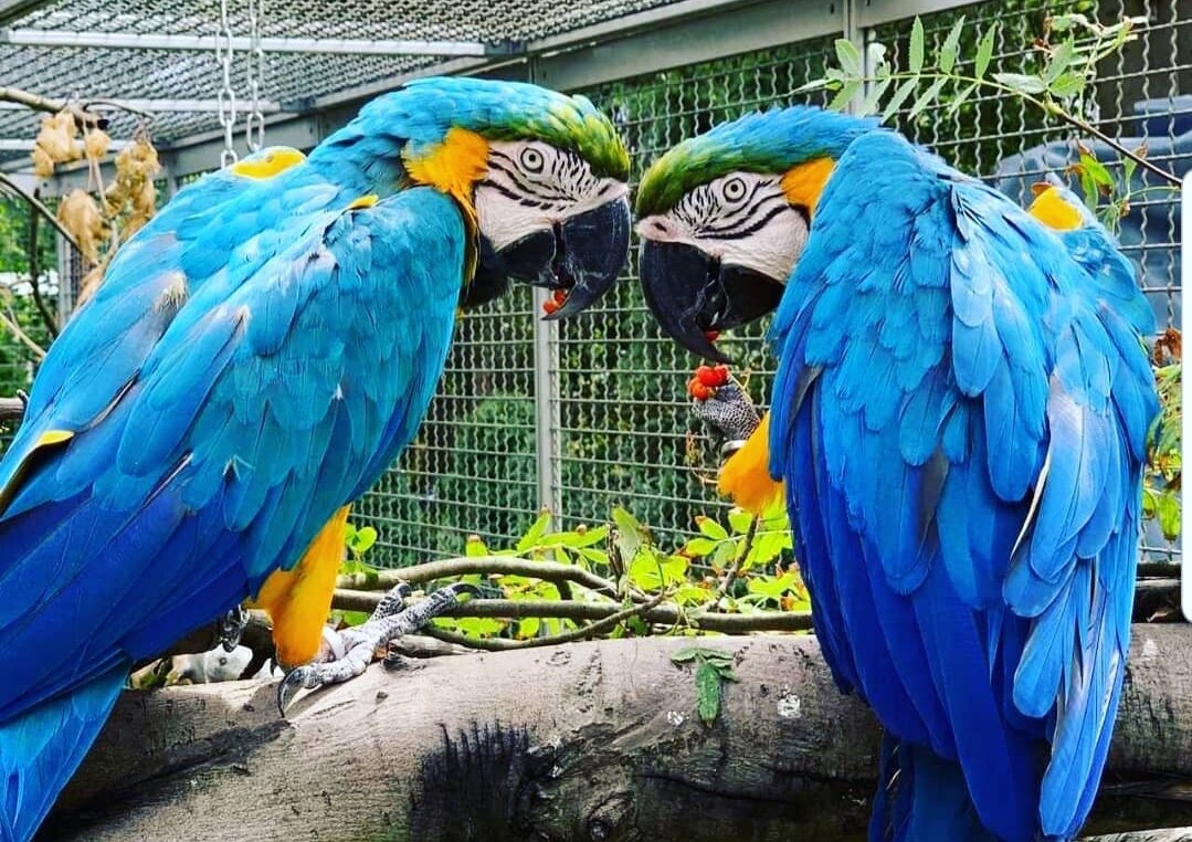 Vogelwelt - Araliebe bei Zooprofi.de