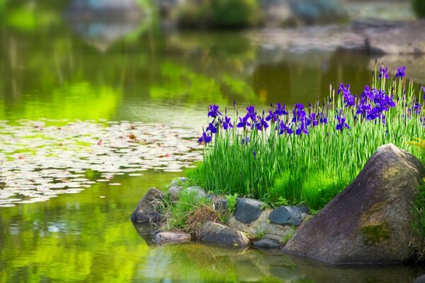 Garten und Teich bei Zooprofi