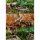 Exo Terra Corner Water Dish Medium 100ml