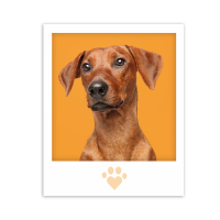 Speers Hoff Hundetee Collection 4 Sorten 16 x 1,75g