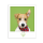 Speers Hoff - Hundetee Collection Teeschachtel 16x1,75g