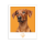 Speers Hoff Hundetee Collection 4 Sorten 16 x 1,75g
