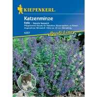 Kiepenkerl 4207 Katzenminze Felix Nepeta faassenii