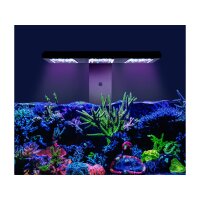 Reef Factory Reef flare Pro BLUE M White