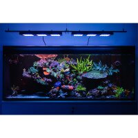 Reef Factory Reef flare Pro BLUE M White