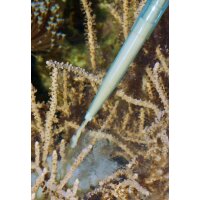 Aqua Medic Pipette 35cm