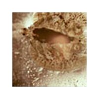 Aquarium Münster Argumor 20ml gegen...