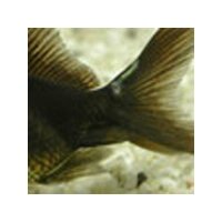 Aquarium Münster Argumor 20ml gegen Kiemenwürmer, Karpfenläuse und verschiedene Wurmarten