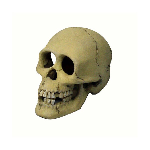 Trixie Skelett Schädel 15 cm