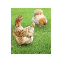 Kiepenkerl 4719 Hühnergarten Mischung Profi Line für Hochbeet und Kübel geeignet