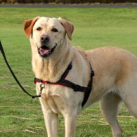 Trixie Lead`n`Walk Soft Geschirr - Erziehungsgeschirr S-M