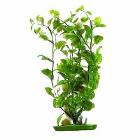 Marina Aquascaper Cardamine 30cm