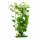 Marina Aquascaper Cardamine 30cm