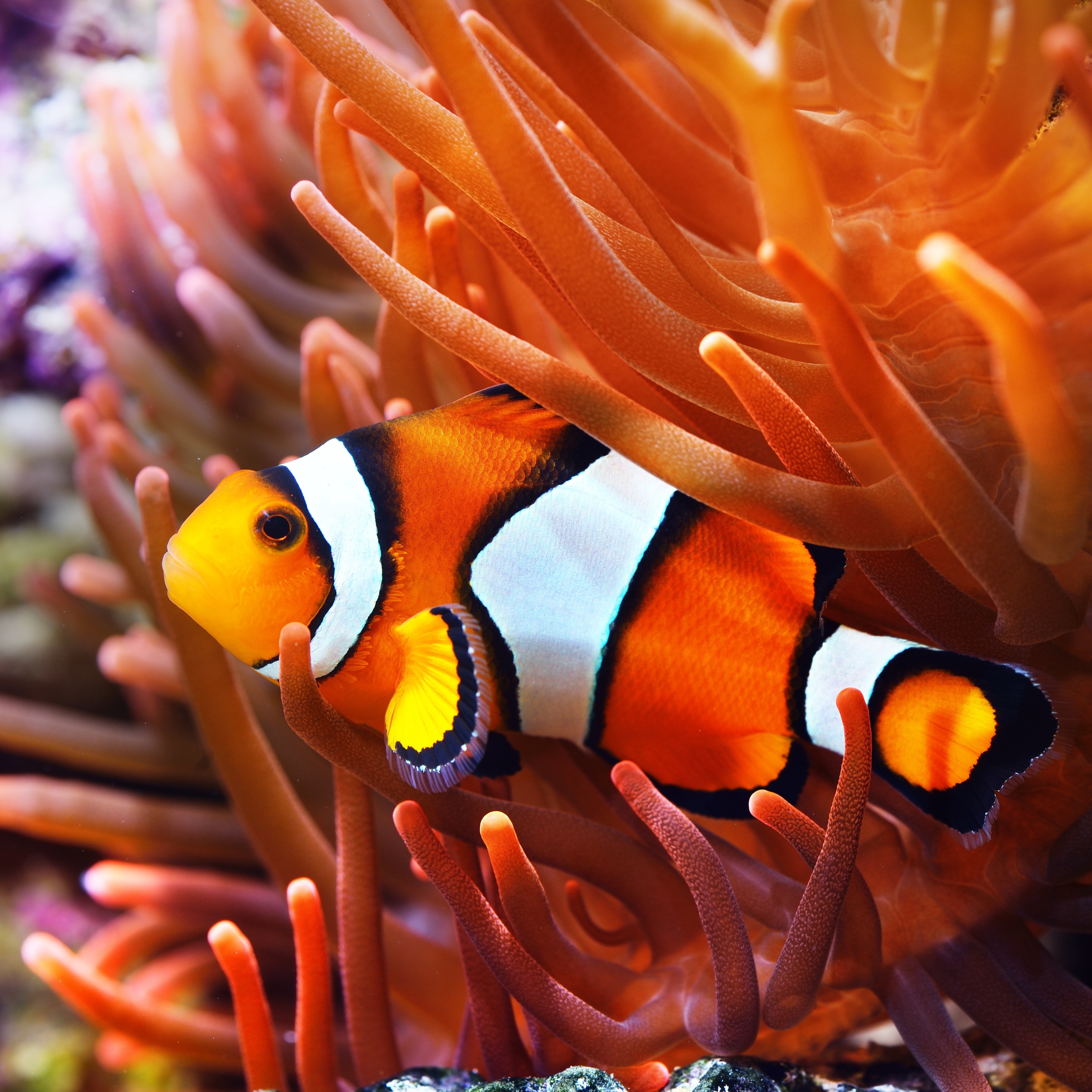 Salzwasserfisch Clownfisch in einer Anemone mit leuchtenden Farben