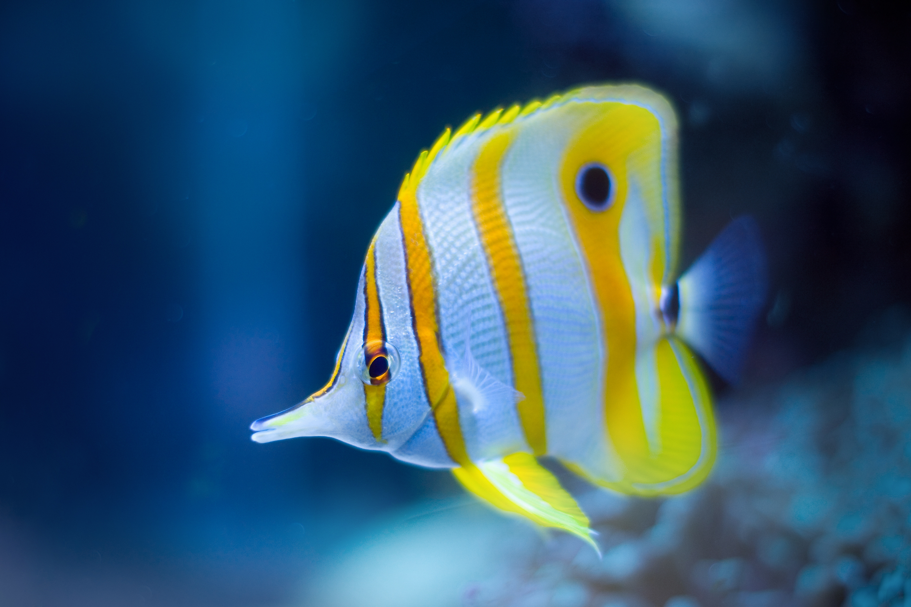 Ein wunderschöner Pinzettfisch Salzwasserfisch in weiss und gelb