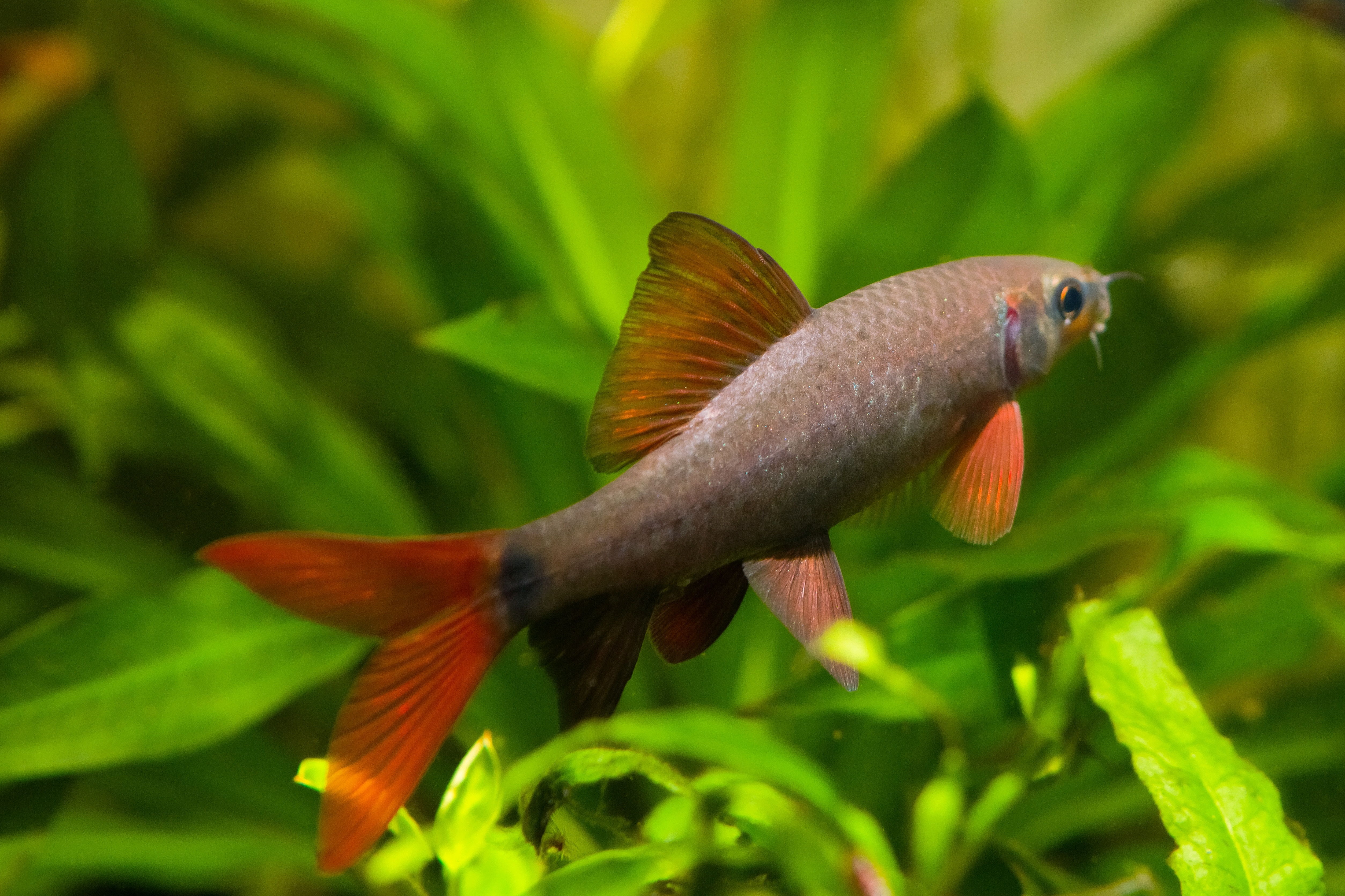 Aquarium Fisch Feuerschwanz Suesswasserfisch 