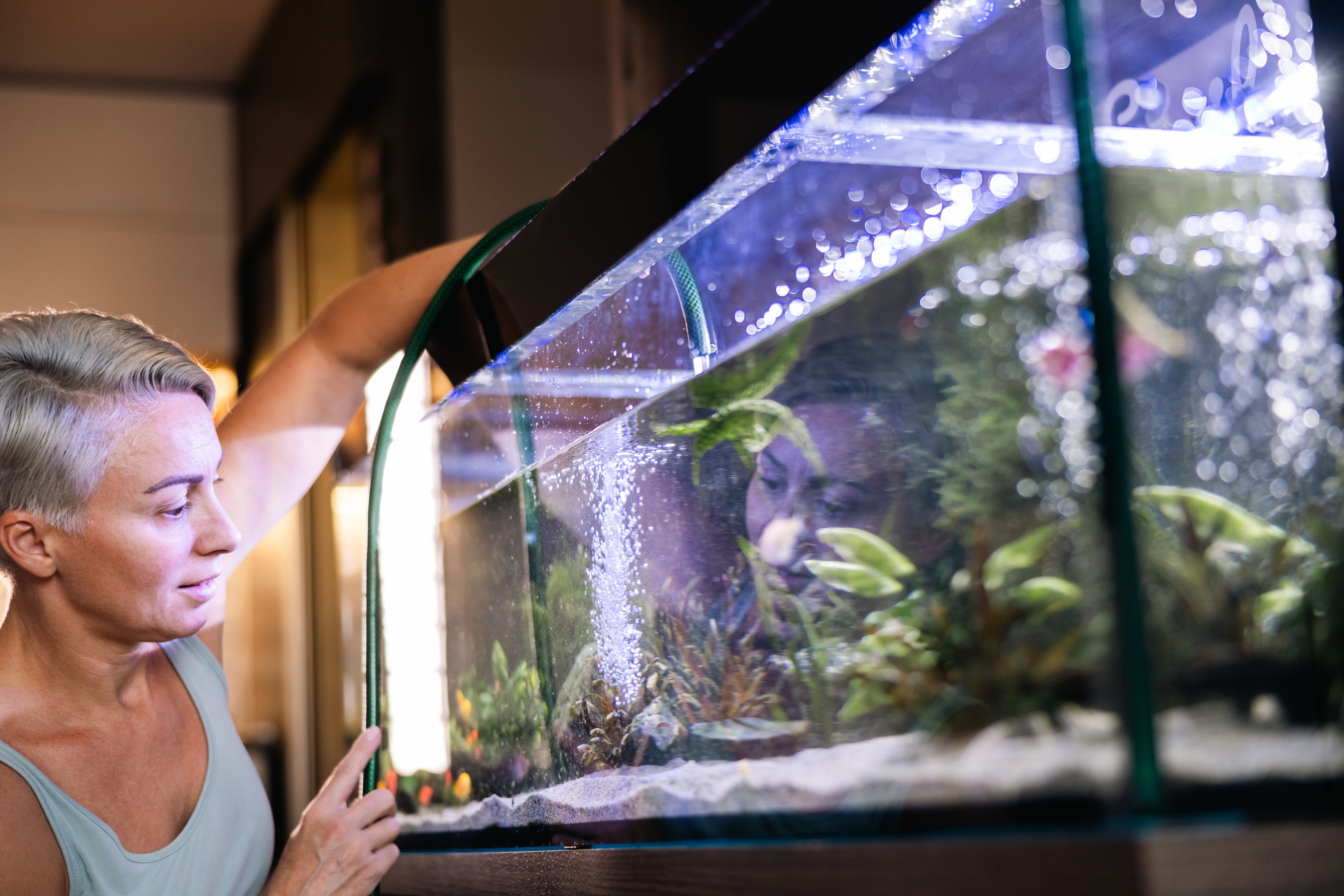 Aquarium Reinigen Aquarium einrichten